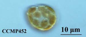 CCMP452 | NCMA at Bigelow Laboratory